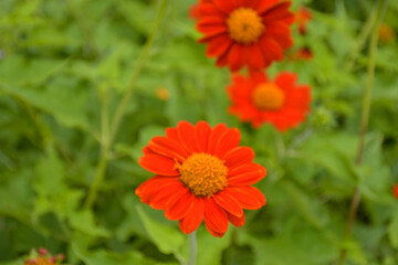 Red Fuchsia flowers blooming in Chatuchak Park, Bangkok, Thailand. Natural beauty