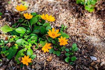 Coreopsis flower in the garden
