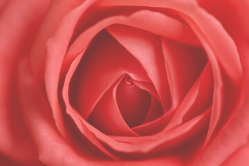 Natural floral background.