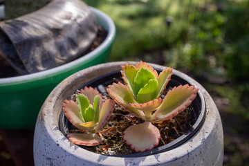 succulent flower in pots