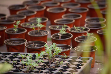 Obraz na płótnie Canvas seedlings in pots