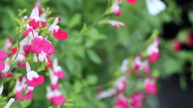 屋外の風にそよぐ日本のチェリーセージの花