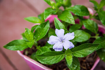 flower in the garden