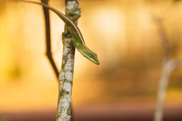 Anolis carolinensis, Green Carolina Anole, Female