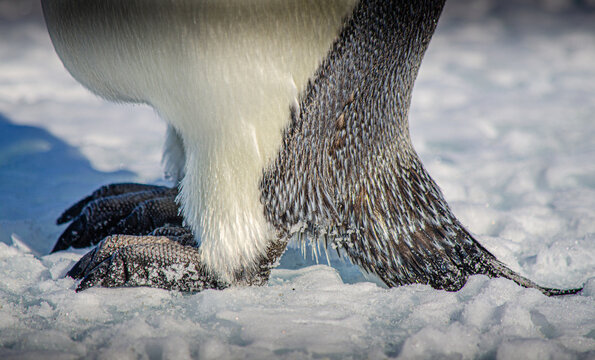 Emperor Penguin Feet On Antarctic Sea Ice