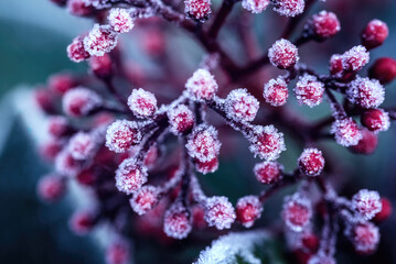 shrub plant with round berries, on it snowed.