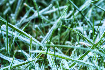 Nature backgrounds grass with ice frost.