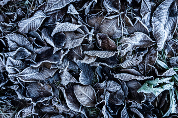 frosted seasonal leaves texture background.