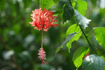 温室で咲くブラシ状の花