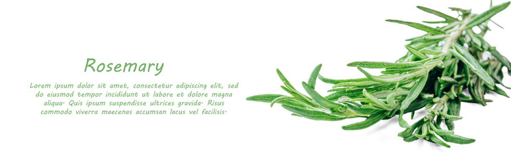 Rosemary isolated on white background