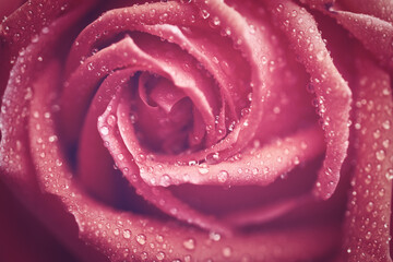 水滴のついたピンク色のバラ