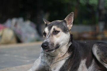 Dog sitting in the park, adorable cute dog