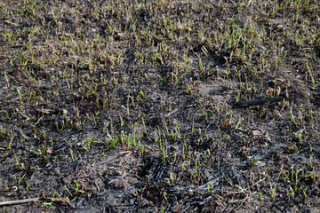 Obraz premium Shoots of fresh green grass on the site of burnt grass after a forest fire