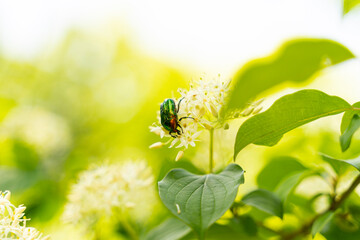 Beetle Plagiosterna aenea on..white flower. Selective focus, blurred background. Leaves and ..petals in background.