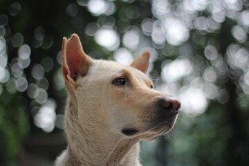 Closeup shot of a dog's face, Adorable stray dog