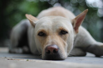 Closeup view of dog lying in the park, Upset dog sleeping outside