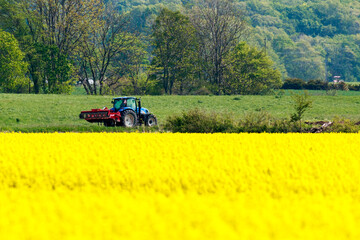 Fototapeta premium 北海道安平町、満開の菜の花畑とトラクター【5月】