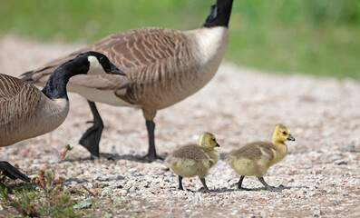 Canada goose, Branta canadensis, young