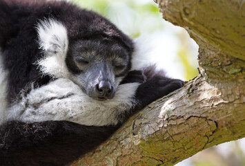 Black-and-white ruffed lemur - Varecia variegata subcincta