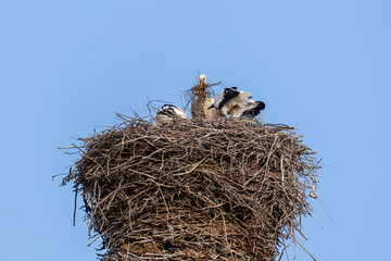 Ciconia ciconia. Young White Storks and adult contributing material to the nest.