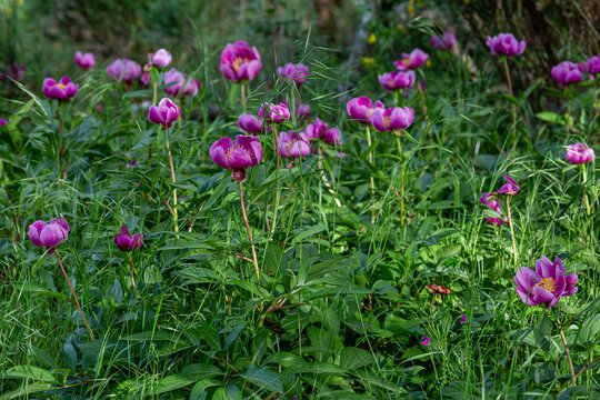 Ground covered with flowering plants of Paeonia broteroi in spring.