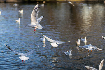 seagulls on the pond