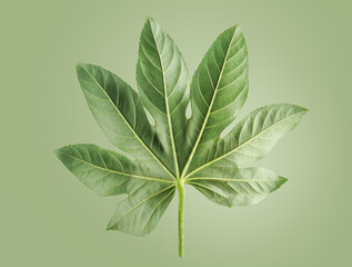 Natural background with leaf at green backdrop. Close up of plant part with details. Front view.