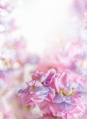 Fototapeta na wymiar Dreamy floral background with pink and purple pastel colors flowers at bokeh backdrop with natural sunlight. Beautiful blossom. Front view.