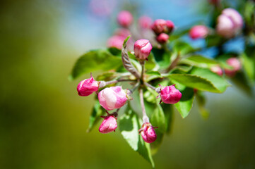 Naklejka na ściany i meble Blooming apple tree in the spring garden.