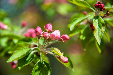 Blooming apple tree in the spring garden.