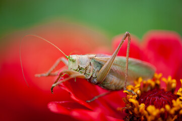 Grass Hopper. A differential grasshopper hanging out in a summer meadow