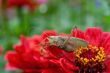 Grass Hopper. A differential grasshopper hanging out in a summer meadow