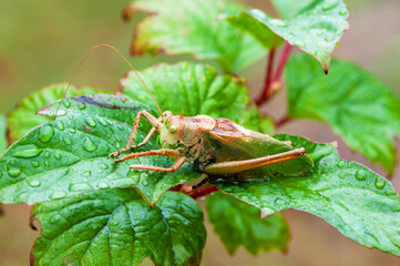 Grass Hopper. A differential grasshopper hanging out in a summer meadow