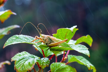 Grass Hopper. A differential grasshopper hanging out in a summer meadow