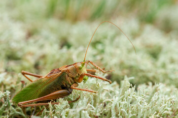 Grass Hopper. A differential grasshopper hanging out in a summer meadow