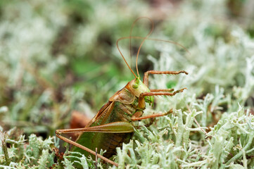 Grass Hopper. A differential grasshopper hanging out in a summer meadow
