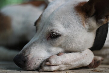 Obraz premium Abandoned dog peacefully sleeping outside, Stray dog sleeping in the park