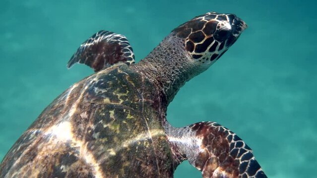 Close up of hawksbill sea turtle swimming in blue ocean. Underwater video of wildlife turtle. Deep ocean wildlife