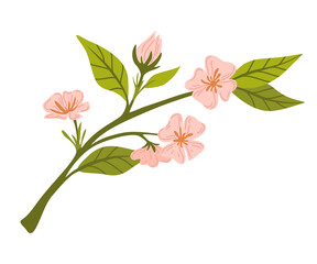 Branch with flowers. Apricot flowers. Spring flowering. Buds and green leaves.Vector cartoon illustration isolated on white background