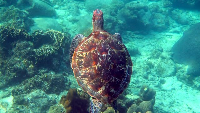 Hawksbill sea turtle slowly swimming in blue water through sunlight, try to find food on coral reef. Scuba on wildlife. Underwater marine life tropical turtle in wild nature.