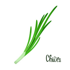 Chives on a white background. Herbs. Vector illustration.