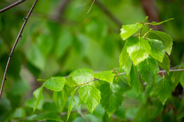 Birch close-up as a background. Birch leaves, branches and bark as a concept of birch sap.