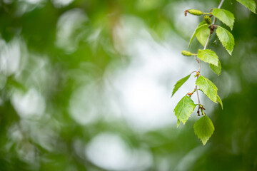 Birch close-up as a background. Birch leaves, branches and bark as a concept of birch sap.
