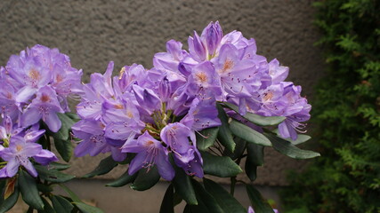 blume, blume, natur, garden, pink, pflanze, lila, frühling, blühen, sommer, flora, aufblühen, schönheit, farbe, pflanze, floral, veilchen, blatt, schön, bunt, jahreszeit, feld