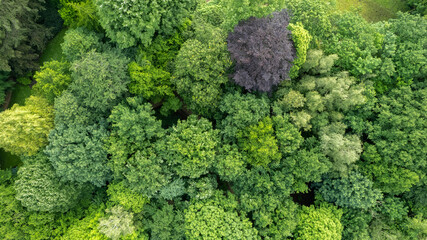 Summer in forest aerial top view. Mixed forest, green deciduous trees. Soft light in countryside woodland or park. Drone shoot above colorful green texture in nature. High quality photo
