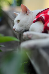 White cat with red suit lay down on fence