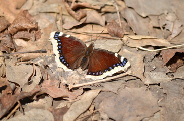 butterfly on a flower