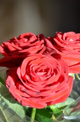 red rose close-up