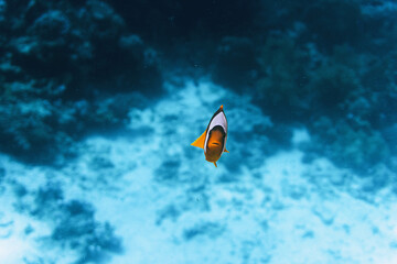Fototapeta na wymiar Clownfish swimming towards the camera.