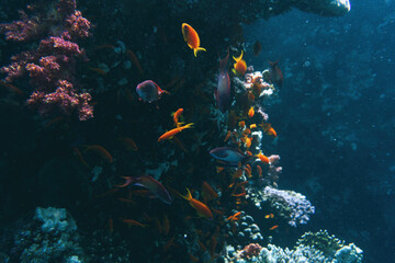 Naklejka na ściany i meble Tropical coral reef in Egypt
